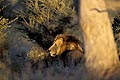 Big male lion late in the afternoon, ready to hunt by night