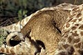 Lion Cub eating into a carcass of Giraffe