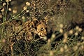 6 month old Lion Cub walking in long grass