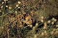 Lionceau de 6 mois dans les herbes hautes