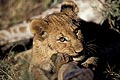 Lion cub eats a carcass of giraffe killed by his mother