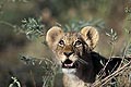 Lion Cub looking at a bird flying