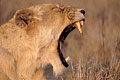 Lioness, yawning at the end of the afternoon nap