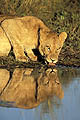 Lionne au point d'eau le soir