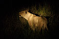 Lionne en chasse la nuit dans l'Okavango