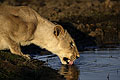 Lionne en train de boire l'eau du delta de l'Okavango