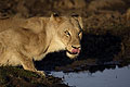 Lionne en train de boire l'eau de l'Okavango