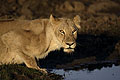 Lionne en train de boire l'eau de l'Okavango