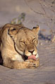 Lionne, toilette tranquille sur le sable du dsert du Kalahari .