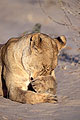 Lionne, toilette tranquille sur le sable du Kalahari