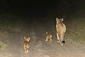 Lioness with her 2 cubs walking on a road by night