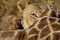 The eye of a lioness eating her meal... a giraffe