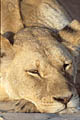 Lioness,  great nap on the soft sand of the Kalahari Desert.