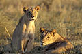 Lionesses at dusk