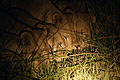 Lionesses, Drinking at Night