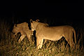 Lionnes et chasse la nuit dans le Delta de l'Okavango