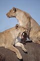 Lionnes sur la carcasse d'un lphant tu la veille / Botswana
