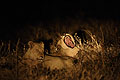 Lionnes la nuit dans l'Okavango