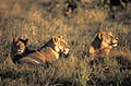 Pride of lions at sunset