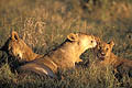 Lioness and her cubs