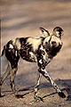 Wild Dog walking on a gravel road