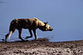 Wild dog. Beginning of hunting a young Kudu