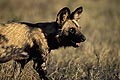 Wild Dog adult