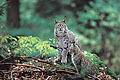 European Lynx, female & her cub