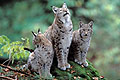 European Lynx, female with her two cubs