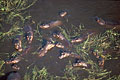Hippopotames dans le delta de l'Okavango