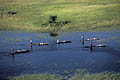 Habitants du Delta sur leurs pirogues ttraditionnelles : les Mokoros