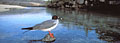 Mouette  queue fourchue / Genovesa, mare montante