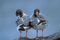 Mouette  queue fourchue. Couple