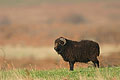 The black Sheep of Ouessant. Almost extinct.