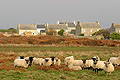 Moutons, pturent en libert  Ouessant