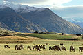 Sheep Farming. Near Queenstown