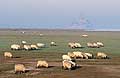 Sheep in the Salt Meadow of the Mont Saint Michel