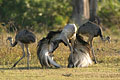 Greater Rheas. Courtship Display between males