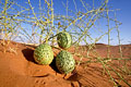 Nara. Desert cucumber of the Namib