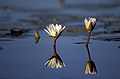 Day Water Lily in a lagoon