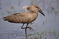 Hamerkop - Khwai River