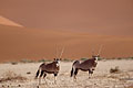 Gemsboks in the dunes of the Namib Desert