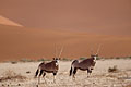 Oryx dans les dunes du dsert du Namib