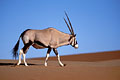 Gemsbok walking on the dunes of the Namib Desert