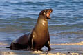 Otarie des Galapagos. Jeune mle