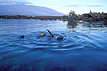 Sea Lions playing with the Fernandina landscape in back ground