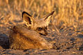 Bat Eared Fox. Sleeping late in the afternoon