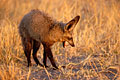 Bat Eared Fox : looking for insects underground