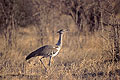 Kori Bustard, foraging