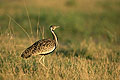 Black Bellied Bustard - male